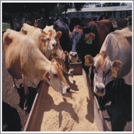 Livestock Management Food Course in Rawalpindi